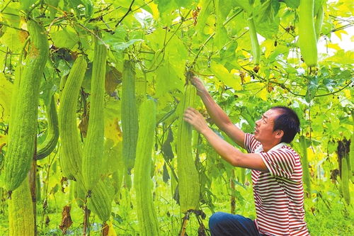 贛鄱大地慶豐年 江西油料及農副產品喜獲豐收，收購市場紅火